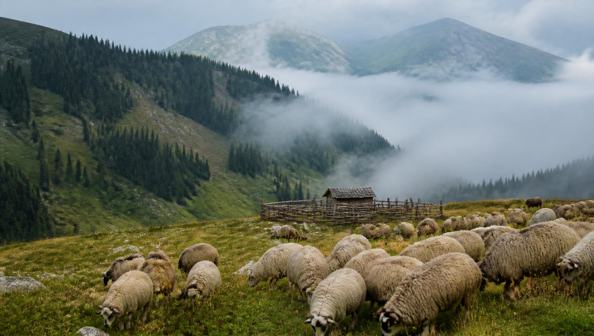 Sheep grazing on Carpathian mountain pasture in Romania at first light